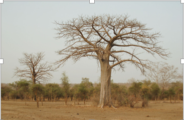 Baobab au parc W du Niger