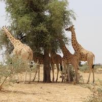 La girafe du Niger [1] (Giraffa camelopardalis peralta) est une sous-espèce de la girafe qui se reconnait par les taches claires de sa robe et qui se trouve dans les régions sahéliennes d'Afrique de l'Ouest, d'où son autre nom de girafe d'Afrique de l'Ouest.