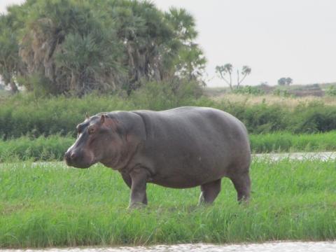L’état de conservation des hippopotames au Niger est de manière globale préoccupant. Cette espèce n’existe nulle ailleurs dans les eaux du pays que dans le fleuve Niger et ses affluents. Même dans le fleuve Niger, compte tenu de certaines menaces et de la dégradation de leur milieu, l’espèce n’était pas distribuée de façon homogène. Les plus grands groupes sont localisés dans des endroits ayant des caractéristiques particulières ou ayant un statut d’Aire Protégée, comme le Parc W.  L’effectif total est très