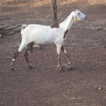 La chèvre du Sahel